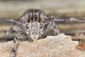 White-clouded longhorn beetle (Mesosa nebulosa)  macro photo