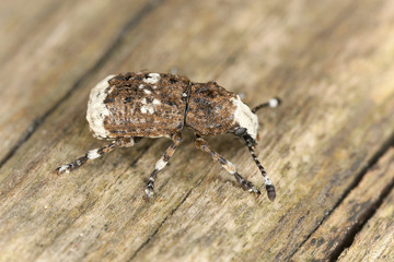 Platystomus albinus, Anthrididae, on wood