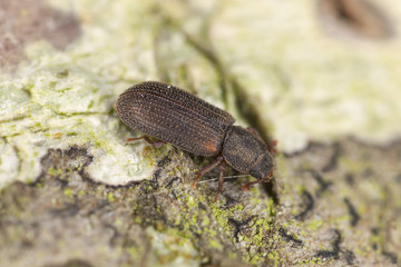 Synchita humeralis on wood, extreme close up