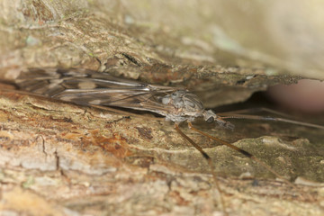 Cranefly, macro photo