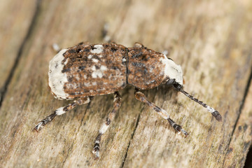 Platystomus albinus, Anthrididae, on wood