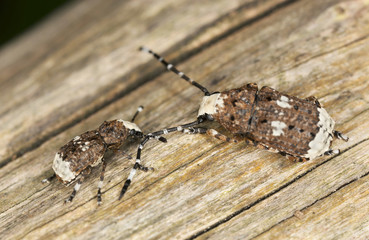 Platystomus albinus, Anthrididae, on wood