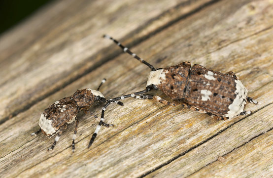 Platystomus albinus, Anthrididae, on wood