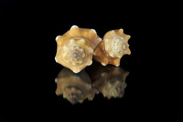 pair of Angaria Delphinus shells on a black background