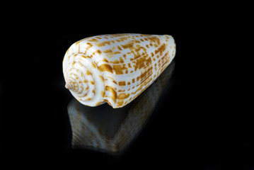 Olivancillaria Seashell and reflection