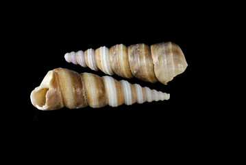 Fototapeta na wymiar Turritella communis shells