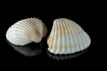 Sea Shells on a Black background