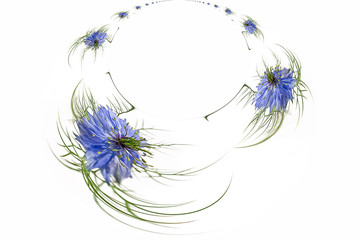 Obraz premium Nigella blue. Nigella sativa L.