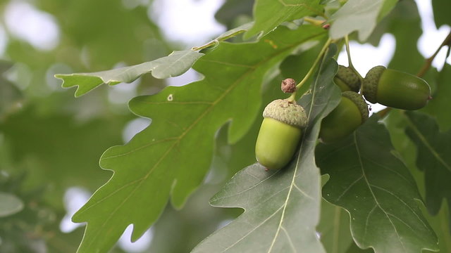 acorn with oak