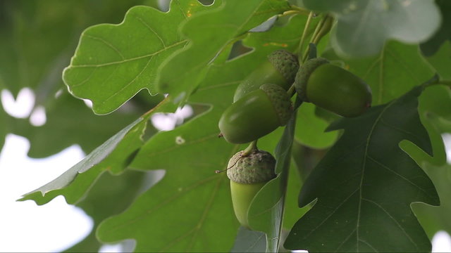 green unripe acorns