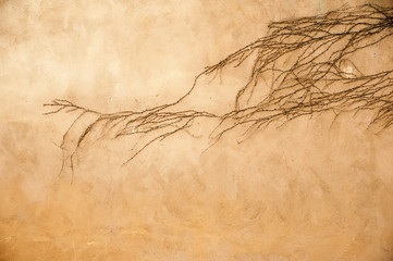 Creeper on a wall