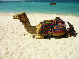 Camel on the beach in Dubai, UAE