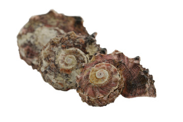 Old sea shells isolated on white, close up