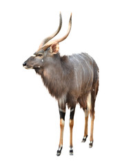 nyala isolated on white background