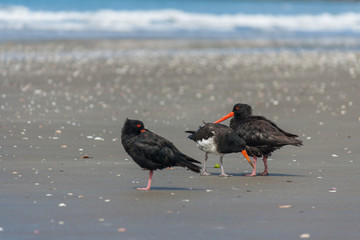 black oystercatchers