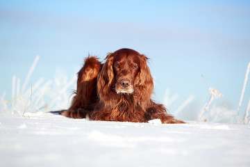 Red irish setter dog in snow field