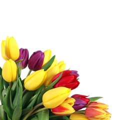 Naklejka premium Tulpen