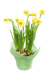 Yellow daffodils, spring flowers, isolated on white background