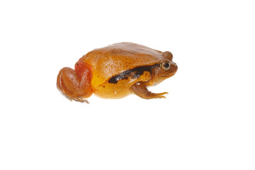 toad tomato