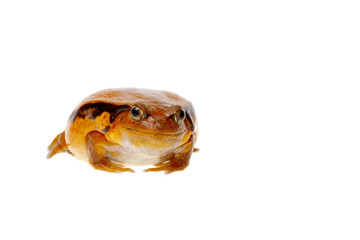 toad tomato