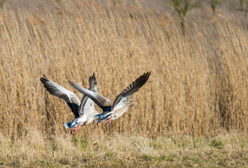Two geese flying over nature