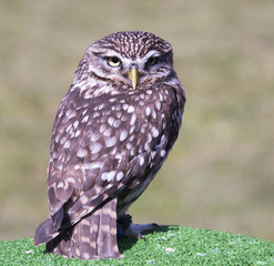 small screech owl