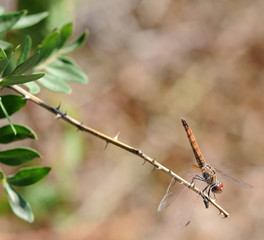 Libellule anax porte-selle (Anax ephippiger) dans le parc nature