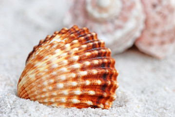 Muschel an weißem Sandstrand