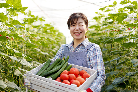 野菜の収穫