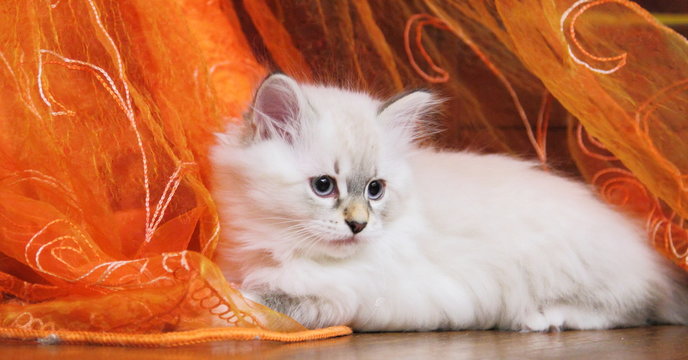 Cucciola di gatto siberiano colore neva masquerade