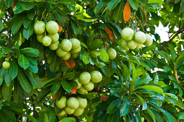 Cerbera oddloam fruit on tree.