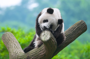 Panda bear sitting in tree