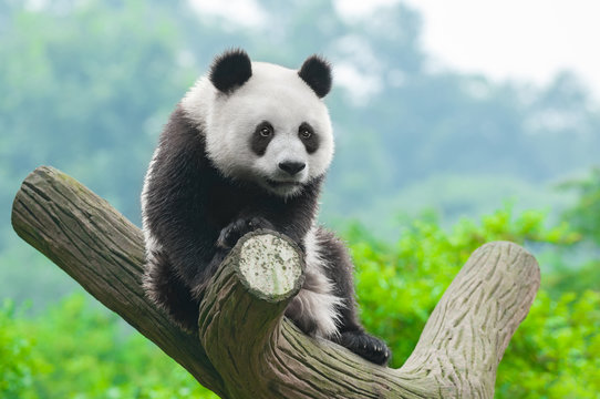Giant panda bear climbing in tree