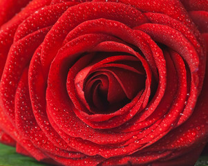 Obrazy na Szkle  Czerwona róża - Czerwona róża