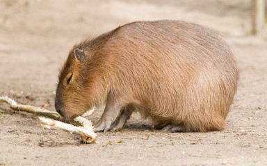 Capybara (Hydrochoerus hydrochaeris) sitting in the sand