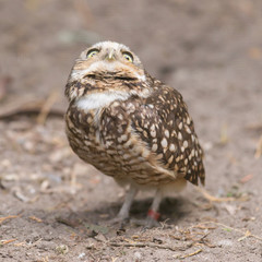 Burrowing owl (Athene cunicularia) in captivity