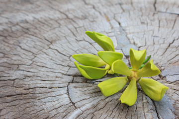 Ylang-ylang flower