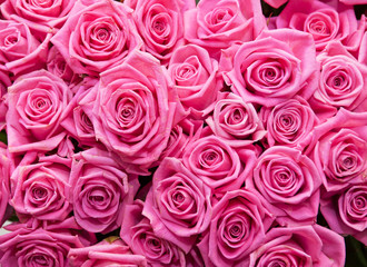 roses background