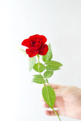Red Rose in the Hand