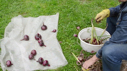 old woman hand prepare red ripe onion winter - Powered by Adobe