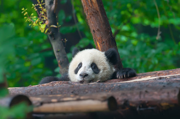 Panda bear head sticking out © wusuowei