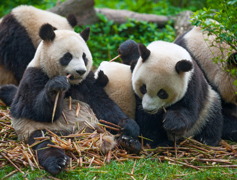 Fototapeta Panda bears eating together