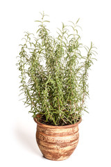 Rosemary