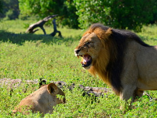 lion before mating,Chobe national park,Botswana