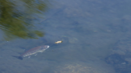 Trucha arcoiris por comer un saltamontes.