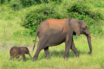 Fototapety  po matce, park narodowy Chobe, Botswanats
