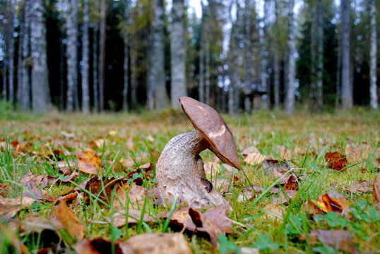 Pilz