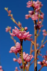 Blommande Persikaträd