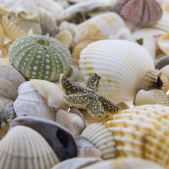 A Shells of mussels, snails and starfish