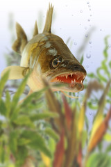 Fische 43